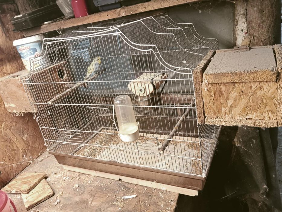 Papuga,papuszka falista z klatką