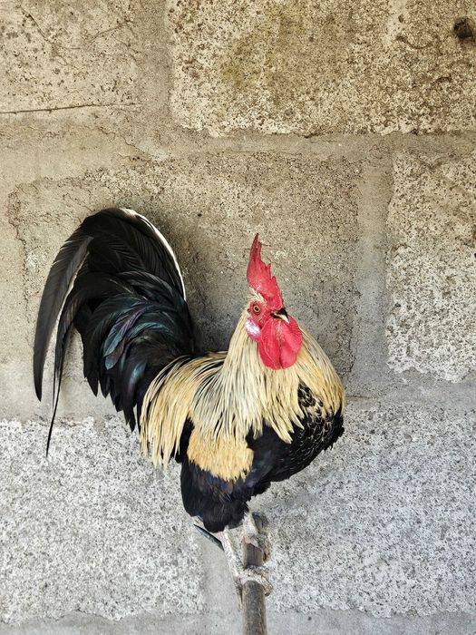 Garnizo de estimação
