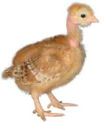 голошийка біла, червона