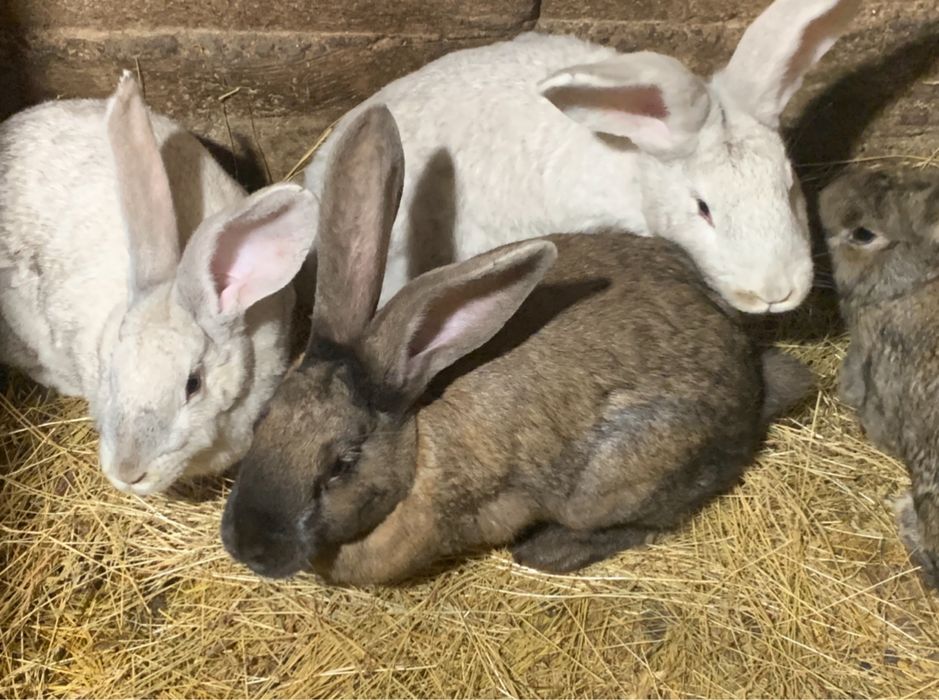 Króliki belgijskie