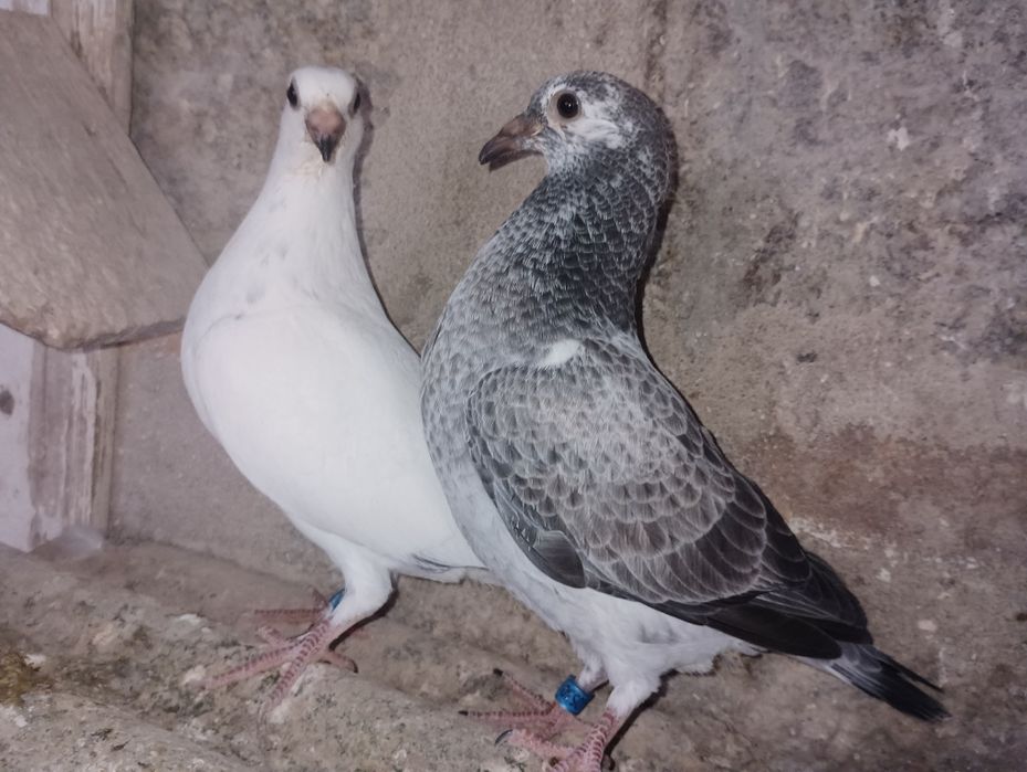 Pombos correios para venda devidamente anilhados com os respectivos ca