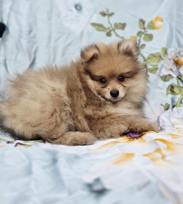 Spitz Alemão Anão