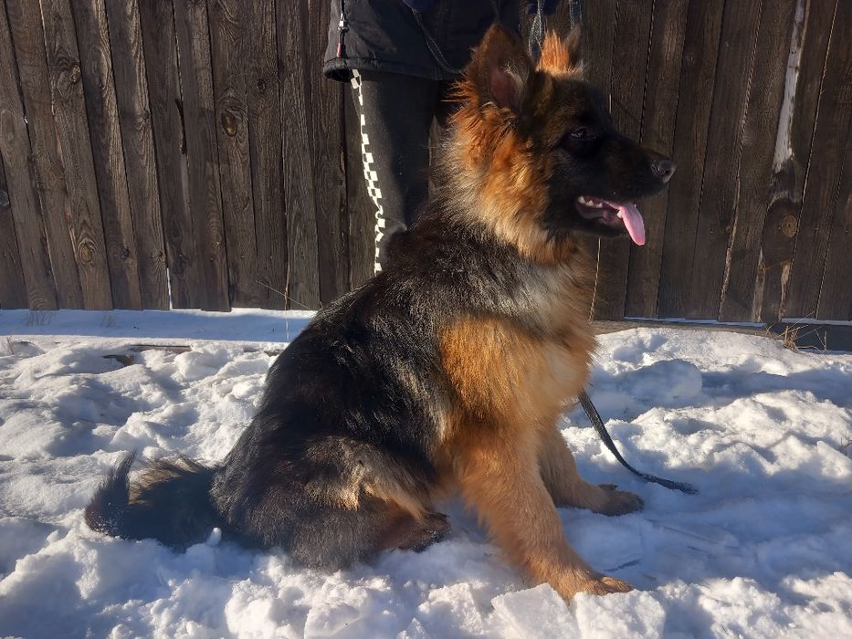 Неймовірна дівчинка Німецької вівчарки