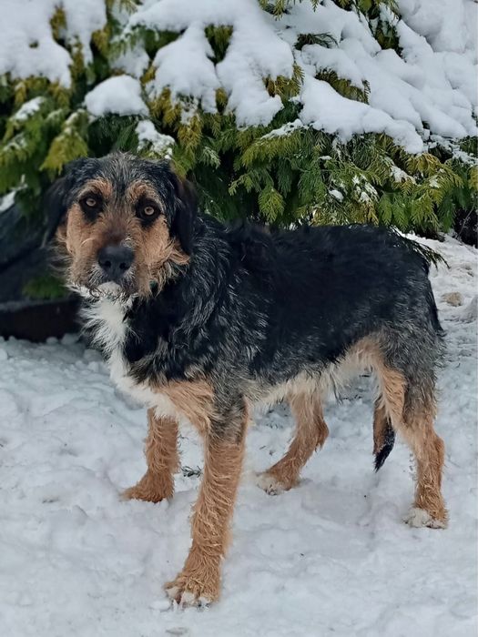 Kochany piesek Uszek szuka domku