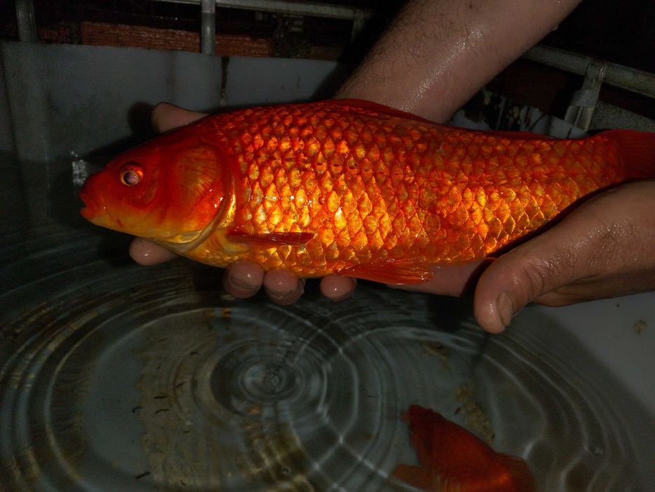 Peixes vermelhos XXL para lagos