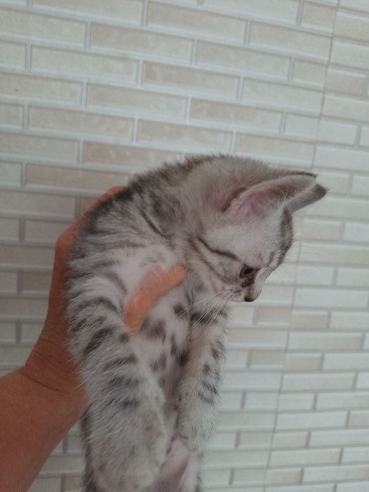 Кошенята британці