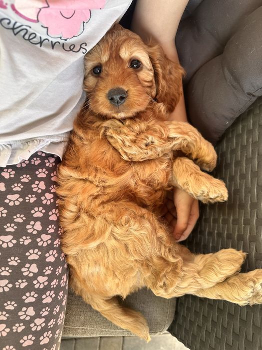 Piesek cockapoo F1 rodzice z badaniami n/n cocker spaniel + pudel miniaturowy