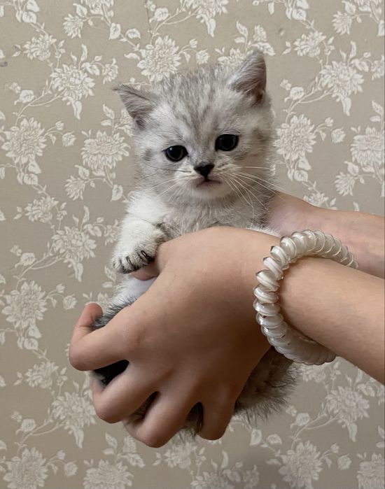 Британська шиншила
