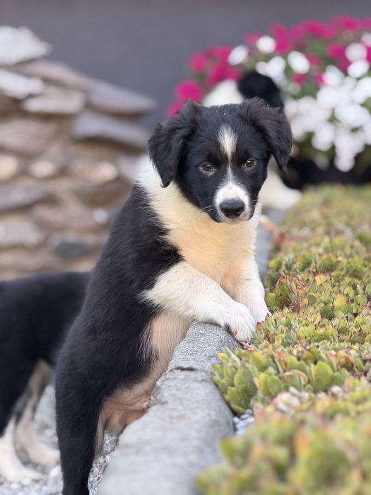 Piesek border collie czarno biały