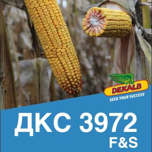 Насіння кукурудзи ДКС 3972 ФАО 300 Monsanto Монсанто