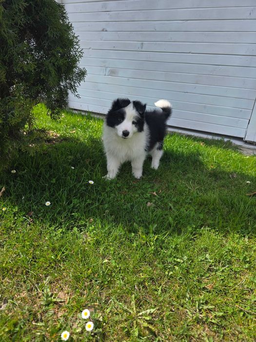 Border Collie ZKWP FCI pies