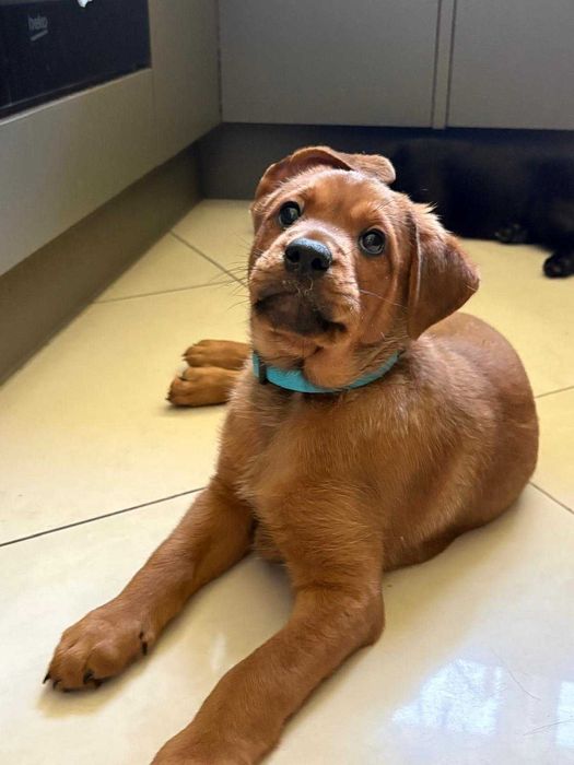 Szczenięta, szczeniaki z dobrym przygotowaniem do adopcji