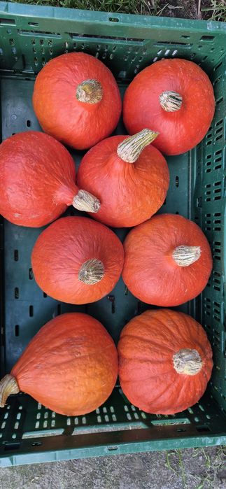 Dynia jadalna hokkaido 5/10kg