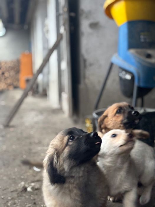 Щенята породи крисолов