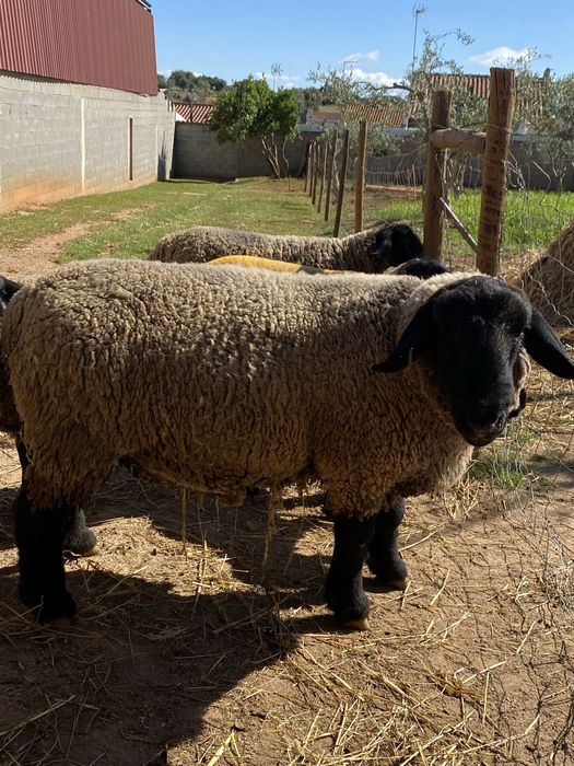 Troco ou vendo Macho sulfok certificado