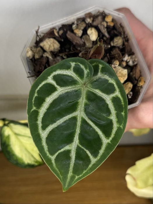 anthurium crystallinum x michelle