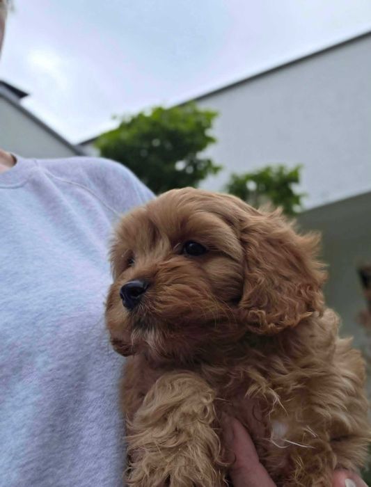 Cavapoo chłopczyk