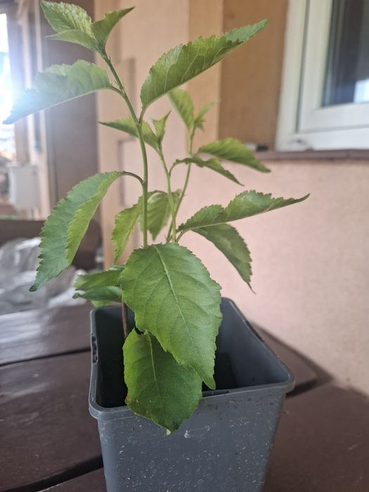 Sprzedam sadzonkę wiśni.
