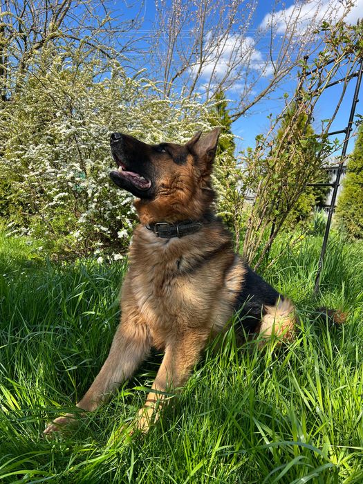 Німецька вівчарка -вязка