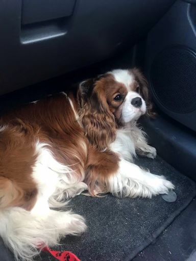 Cavalier King Charles Sosniel