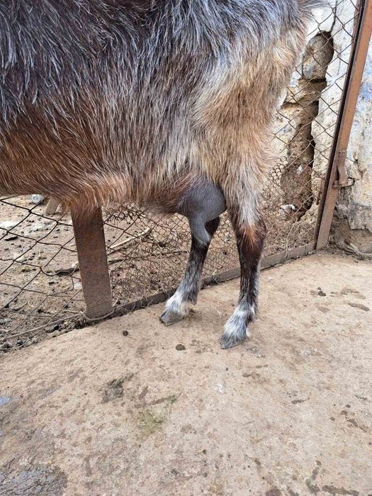 Продаю дойни Кози