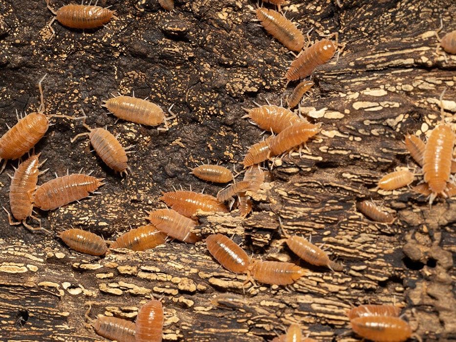 Porcellio laevis ,, Orange” WYSYLKA kulanki isopody prosionki