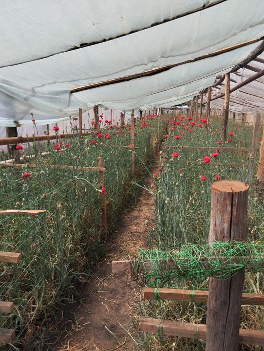 Продам 2 поверховий будинок Нововодолазький район  з Евроремонтом