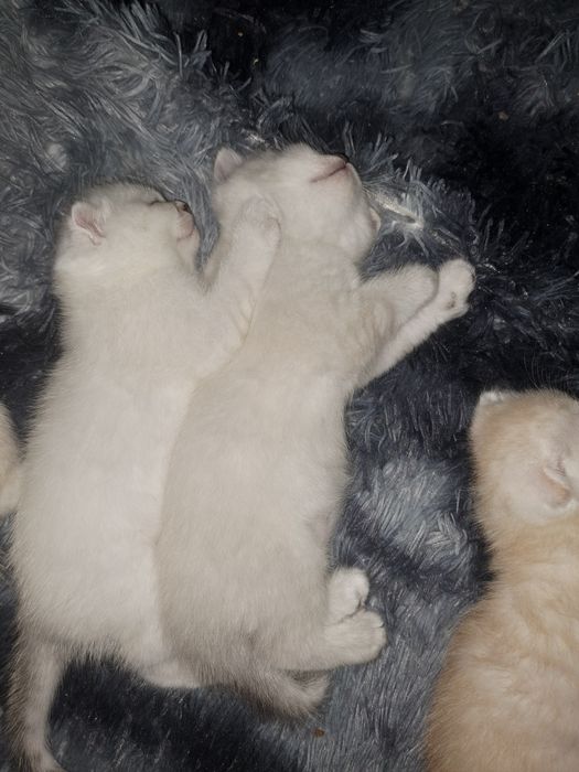 Кошенята шотландські