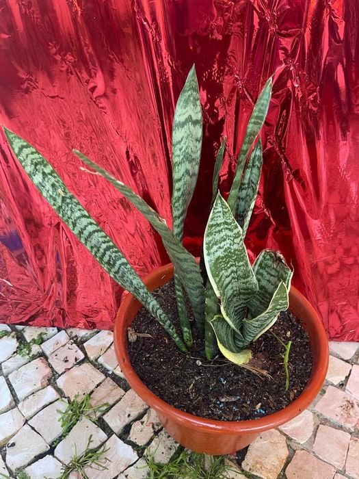 Plantas de exterior diversas