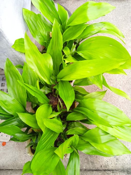 Vendo folhas de milho com raízes para plantar,  para fazer arranjos.