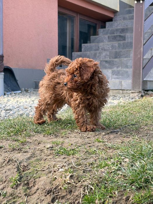 Pudel Toy Red Suczka 11-tyg