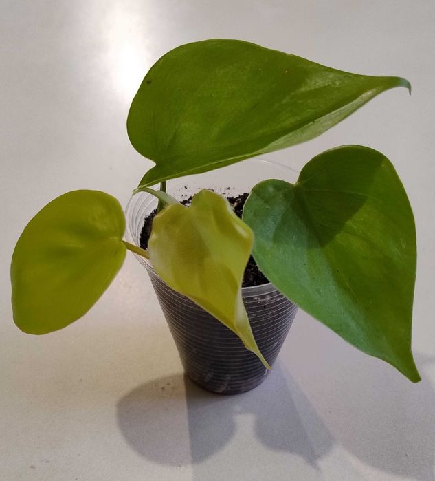 Филодендрон Бразилия, Филодендрон Лемон Лайм
