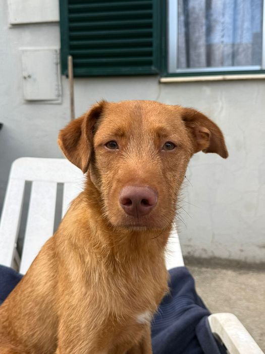 Cão de 6 meses para adoção