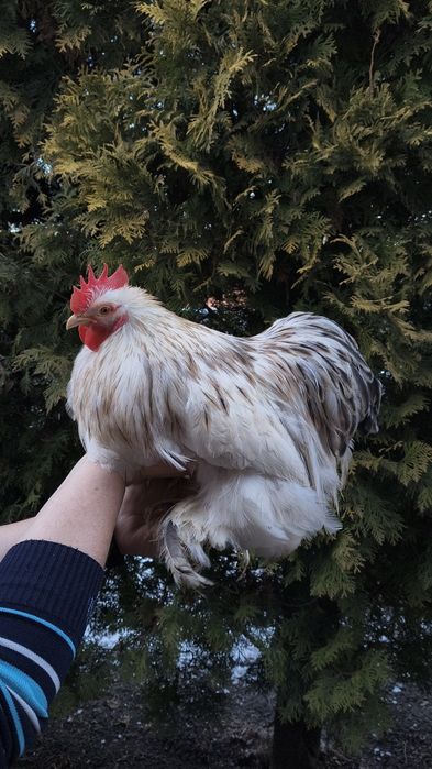 Kogut kochin miniaturowy