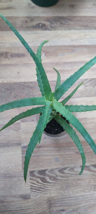 алоє лікувальне вазон