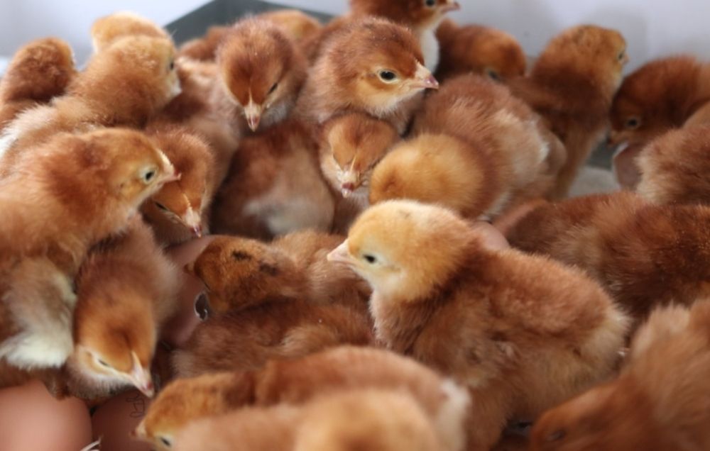 Ovos Rhode islandês e Leghone Isabela