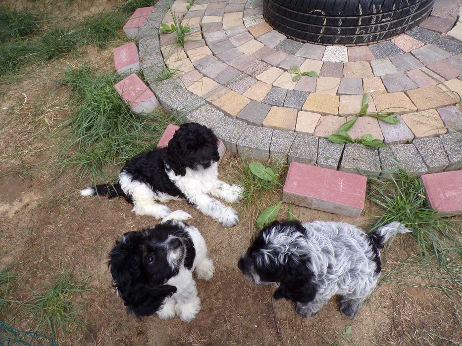 Cockapoo F1 , prześliczna, unikalna  sunia biało/ czarna, maleńka