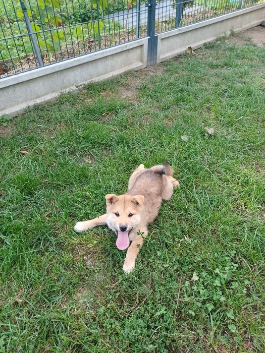 Shiba inu-chlopak