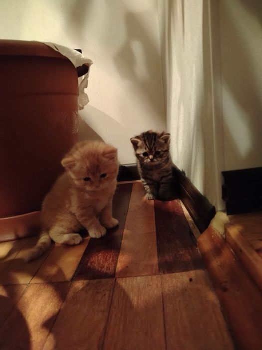 Продаж шотландських кошенят