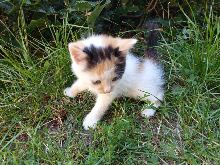 Сибірські котята.