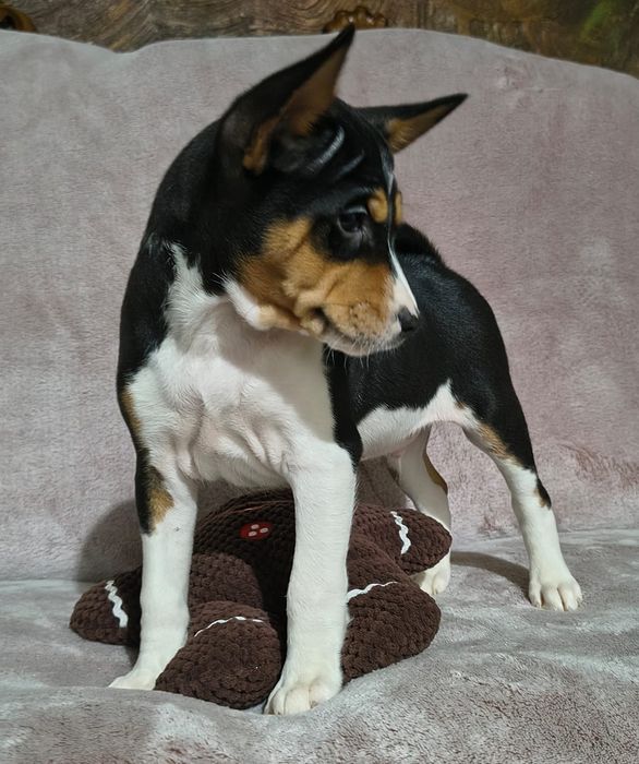 Basenji szczenię FCI