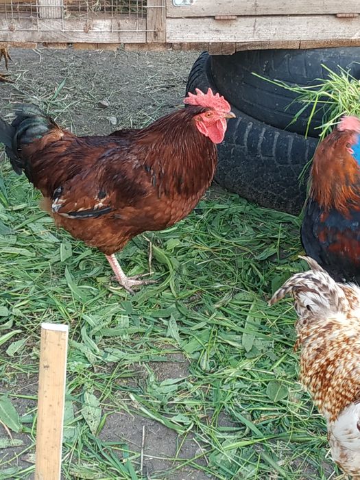 Меняю крупы любые (гречка, пшено, рис.,мука и так дале)на домашнии яца