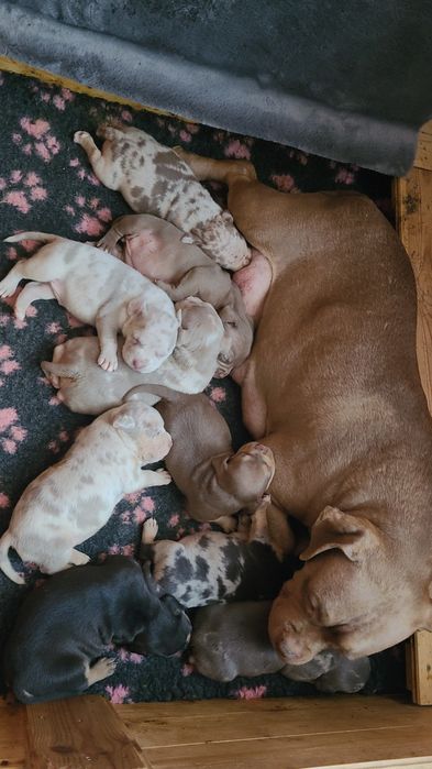 American bully lilacc tri merle