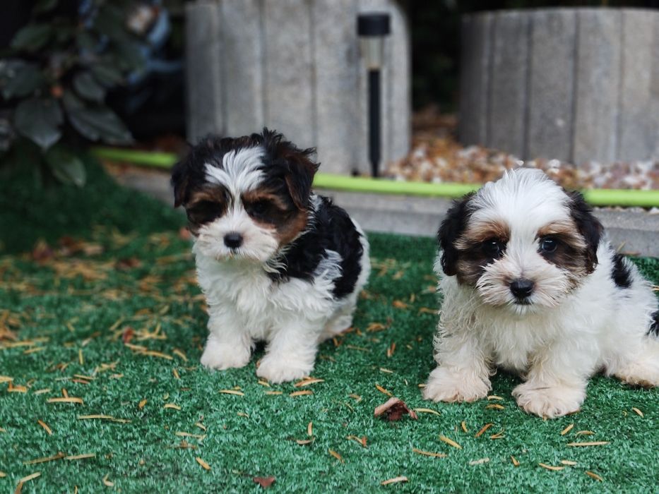 Yorkshire terrier biewerz metryką