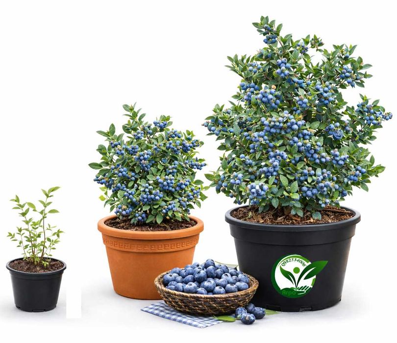 Купити лохину ранню — саджанці кущі розсада, перша ягода літа борувка