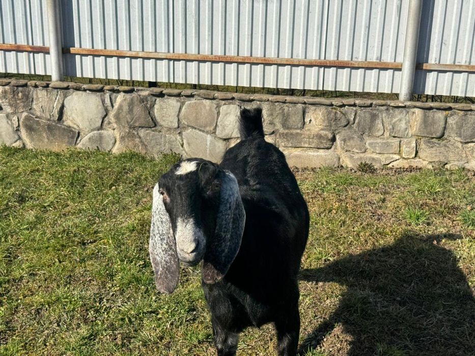 Англонубійські кози 100% чиста лінія