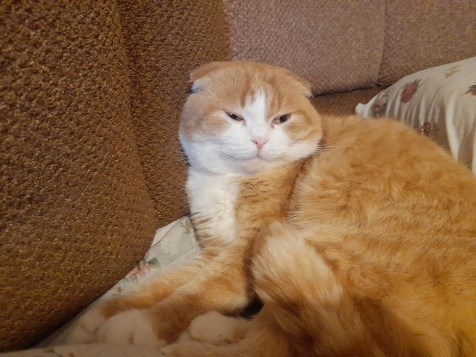 Відам у добрі руки весловухого кота