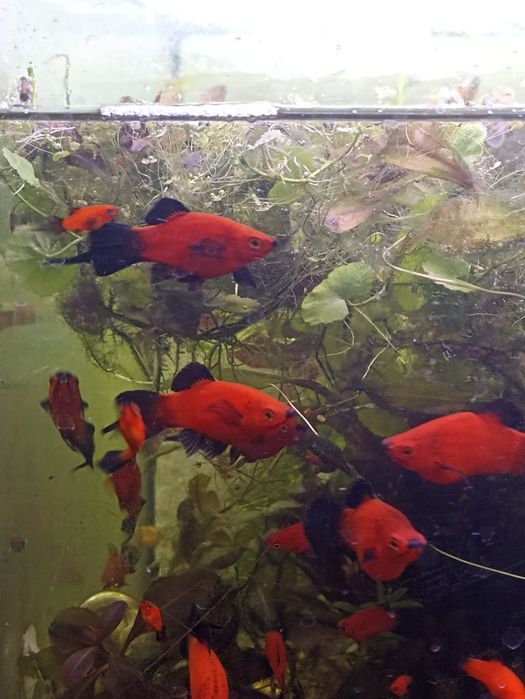 Продам пецилия Редиска чистая линия, яркий насыщенный окрас