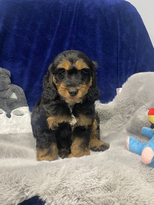 Sprzedam pięknego cockapoo