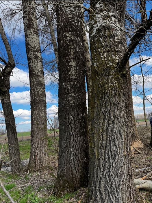 Drewno Topola ŁOWICZ bale dlugosci 6-8m